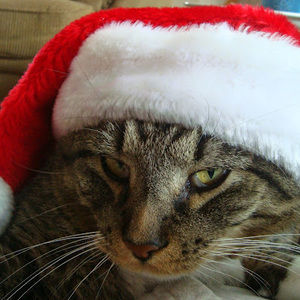 Meet your Posher, Sylvia